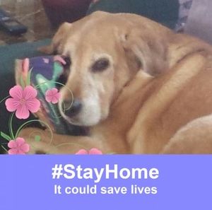 Meet your Posher, Jane